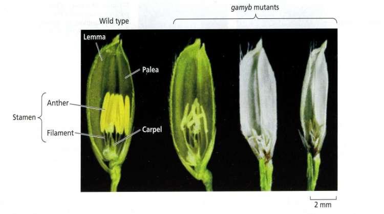 GA è essenziale per il normale sviluppo e fertilità dei fiori Mutanti nani di Arabidopsis e riso hanno bloccato lo sviluppo delle antere e la formazione del polline e quindi sono maschio sterili.
