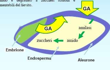 La maltificazione consiste in: 1) lavaggio ed imbibizione dell orzo in