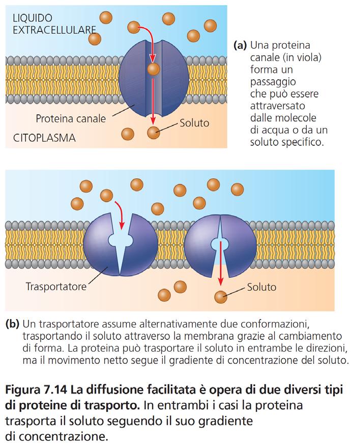 iii. Struttura e