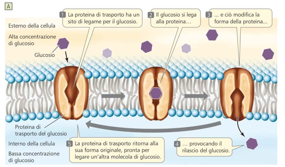 membrane Trasporto