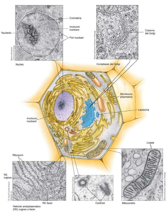 vegetali Cellula