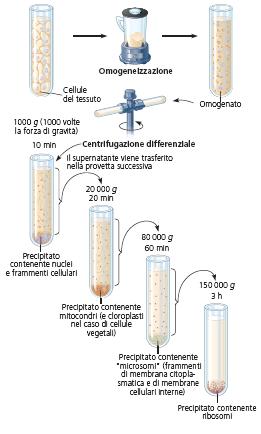 i. Lo studio della