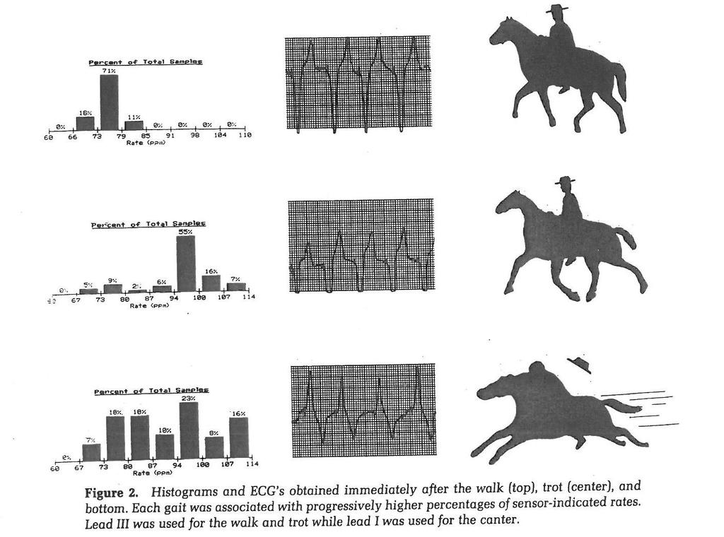 Effects of equitation on DDR