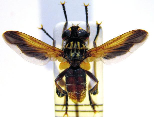 Fig. 1 - Maschio di Trichopoda pennipes preparato ad arte (foto Lucio Morin). tratti dai feromoni di aggregazione prodotti dal Pentatomide Nezara viridula (L.
