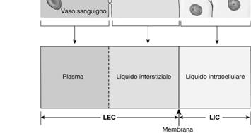 liquido extracellulare (ambiente interno) i cui