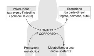 Per mantenere uno stato di omeostasi (un ambiente