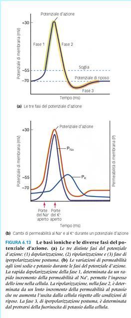 POTENZIALI D AZIONE è un fenomeno tutto-o-nulla c è quando il potenziale di membrana