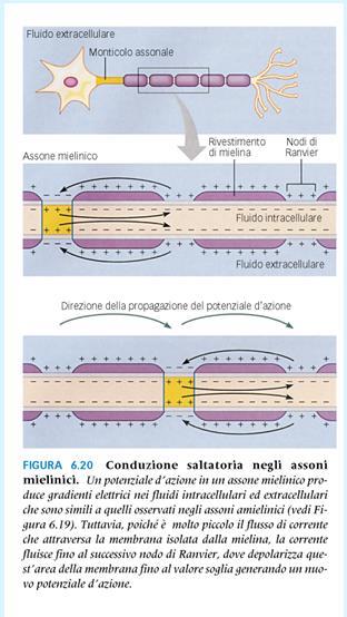 Le cellule di Schwann creano una barriera che chiude i buchi attraverso i quali si verifica la dispersione degli ioni (aumenta la resistenza di membrana).