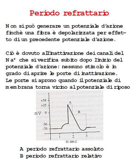 POTENZIALI D AZIONE Periodo refrattario assoluto: I canali voltaggio-dipendenti per il Na+ sono: - aperti oppure - le porte di inattivazione sono chiuse NON è possibile modificare la permeabilità di