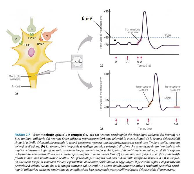 A livello del monticolo assonale viene effettuata la sommazione algebrica dei PPSE e dei PPSI: integrazione neuronale.