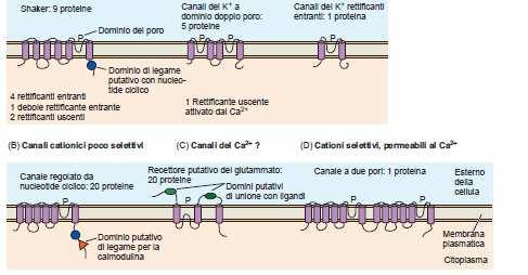 CANALI CATIONICI : 6