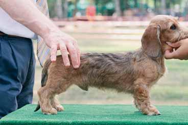 Il bassotto è un cane da caccia in tana e la solidità della regione renale è fondamentale per