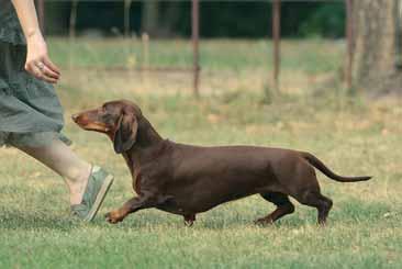 Un bassotto non deve muovere a piccoli passi quasi fosse un terrier