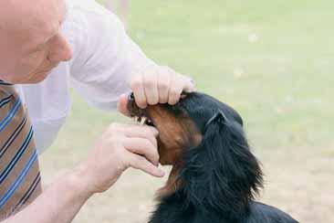 8 Verifica dell inserzione del collo per capirne l angolazione con la testa.