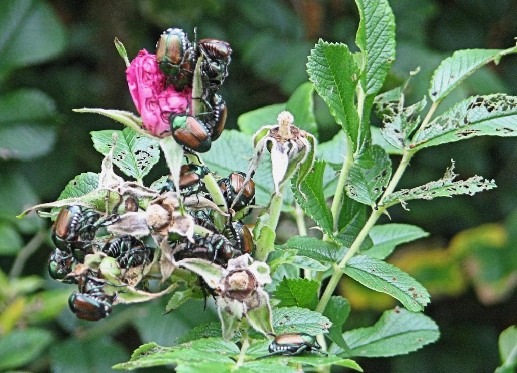 Negli Stati Uniti, dove è presente dagli inizi del 1900, rappresenta una delle prime voci di costo per le imprese agricole che sono costrette, per contenere il numero degli insetti, ad un uso