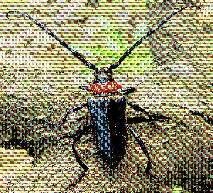 Attività realizzate Le specie di Prunus (albicocco, susino, pesco ecc.), l olivo e le specie da legno (es. Populus alba) attaccate da A.