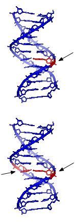 seconda dell estensione del danno. I radicali liberi possono ossidare anche i gruppi laterali degli amminoacidi delle proteine causandone l alterazione della loro funzione Figura 1.