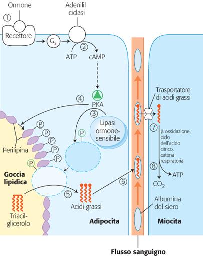 Mobilizzazione dei triacilgliceroli conservati nel tessuto adiposo Una bassa concentrazione di glucosio nel