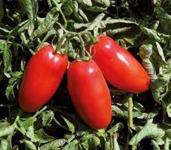 Il frutto presenta colore rosso intenso ed alto Brix; ottima la consistenza e lo spessore della polpa. Consigliato per il mercato fresco, la preparazione di pelati e per la polpa a cubetti.