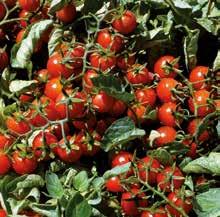 Minidor F1 Habitus: determinata precoce tondo 15 g Ibrido di pomodorino da industria con pianta di medio vigore ed elevata fertilità.
