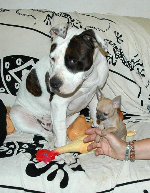 American Staffordshire Terrier (la Amstaff) e cucciola Chihuahua vedi )(( di Maya ed ifamiglia suoi Drago ve Vedi sotto di Selene Tutto veterinario vissuto cuccioli serena, storia. sibene Chihauhua.