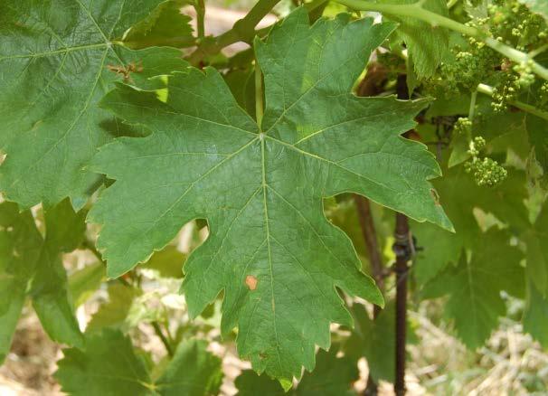 Nel caso in cui si tratti di Black rot, tuttavia, la presenza dei picnidi sugli acini può rappresentare un utile elemento per il riconoscimento della malattia.