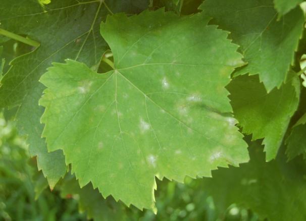 Fig Sintomi di Mal bianco su foglia Fig 6 Oidio su grappolo Agricoltura