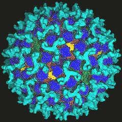 DISTRIBUZIONE BLUETONGUE Ritrovata in 5 regioni italiane - Anno 2009 - Piemonte Abruzzo Bluetongue virus, BTV