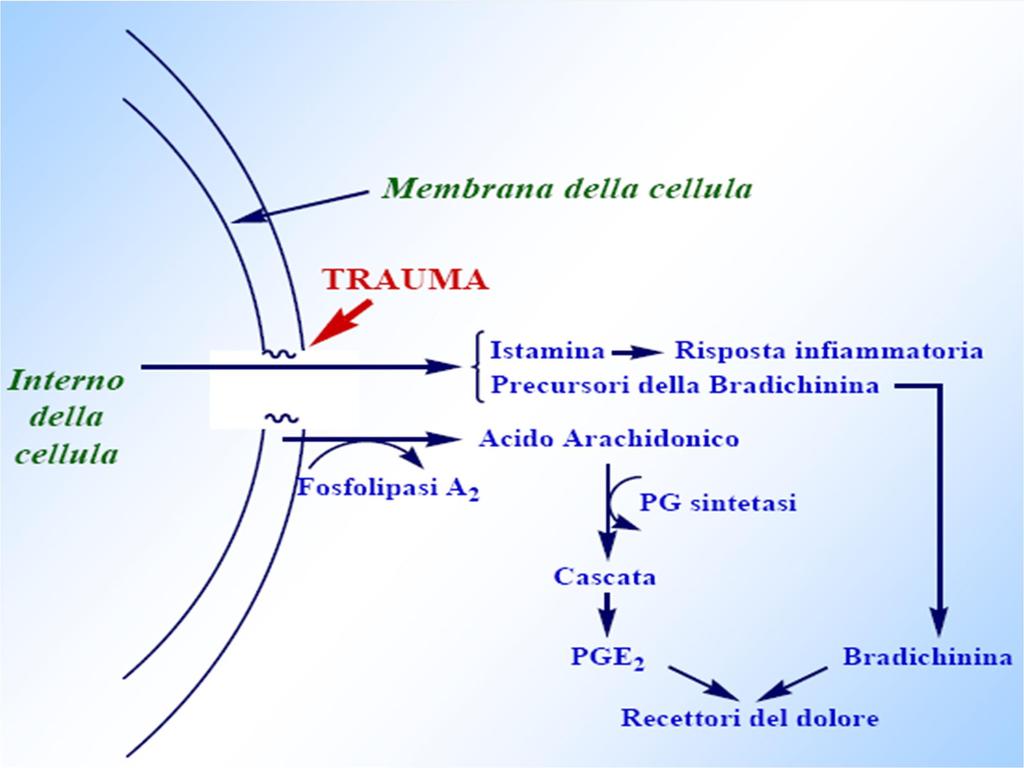 Mediatori