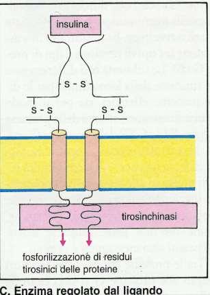 differenziazione e risposte a stimoli metabolici, includono i