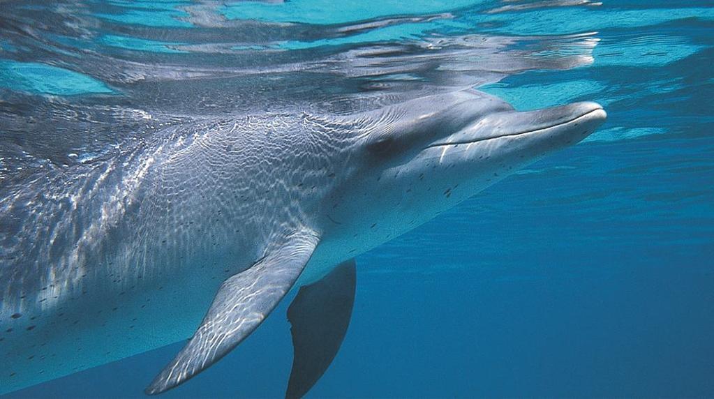 Non tutti gli animali dormono, ma come accade per gli esseri umani, quelli che lo fanno hanno bisogno di un sonno prolungato.