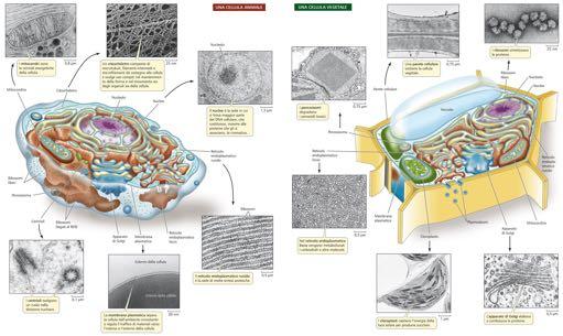 membranoso