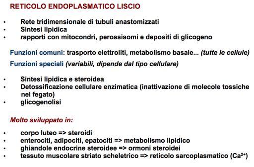 ..) Associazione con ribosomi => consente di internalizzare le proteine neosintetizzate nelle cisterne (SRP) acquisizione conformazioni (II e III proteine chaperones ) modificazione (distacco