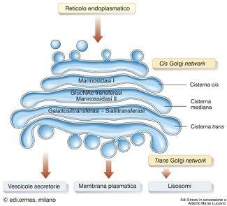 ribosomi polarità: faccia immatura cis e faccia matura trans 2.