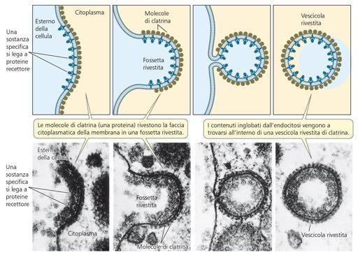 recettore Fagocitosi: assorbimento di particelle