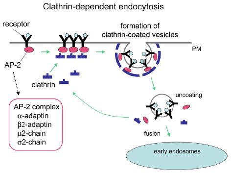 inglobamento => digestione enzimatica Pinocitosi: