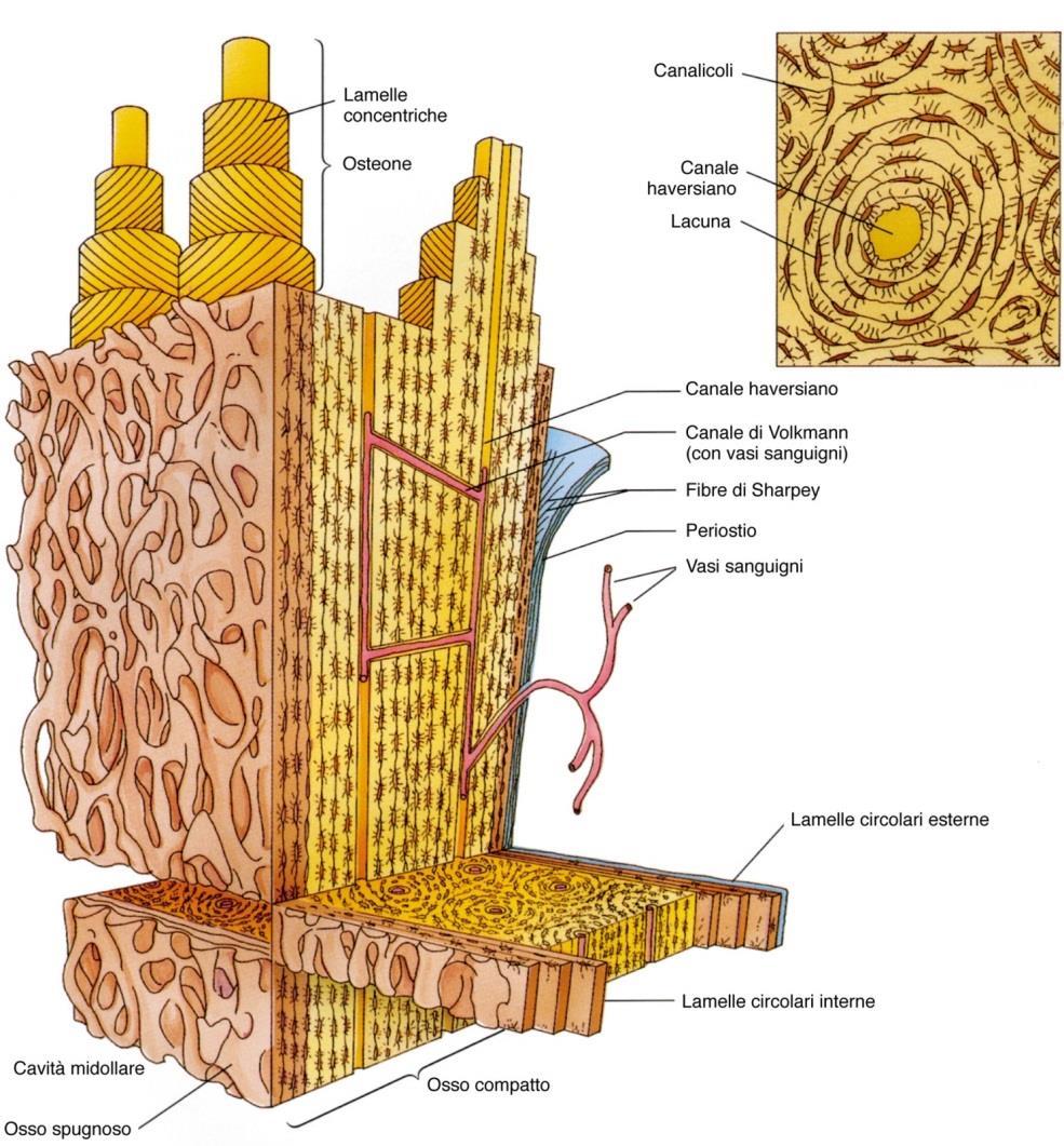 Canale di Havers Delimitato da uno strato di osteoblasti e di osteoprogenitrici, contiene fasci neurovascolari