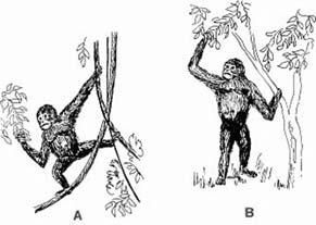 412 Atti del convegno GeoSed 2003 I l primo esemplare del primate noto in letteratura scientifica con il nome di Oreopithecus bambolii Gervais fu scoperto nella seconda metà del secolo scorso nel
