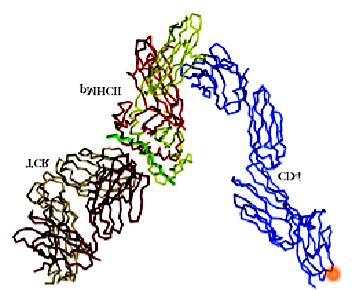 Il corecettore CD4 Membrana cellulare APC TCR MHC II Membrana cellulare linfocita T CD4 Composto da 1 catena 4 domini Ig extracellulari riconosce dominio b2 di MHC II CD4 lega p56lck in porzione