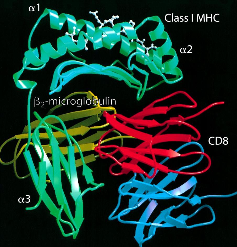 Il corecettore CD8 Composto da 2 catene legate da ponte disolfuro eterodimero CD8a/CD8b omodimero CD8a/CD8a 1 dominio Ig