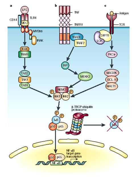 IKK, IkB Kinase IKKa, IKKb attività chinasica IKKg