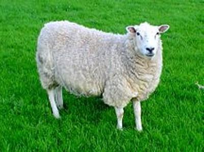 Lana E' la più diffusa fibra animale e si ricava dal vello di varie razze ovine, allevate in Australia, Nuova Zelanda, Argentina, Sud Africa.