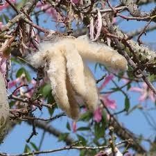 I frutti sono raccolti per abbacchiatura e quindi aperti per togliere, a mano o a macchina, la lanugine che ricopre i semi.