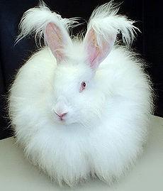 Angora deriva dal pelo dei conigli d'angora (allevati soprattuto in Cina) che sono tosati