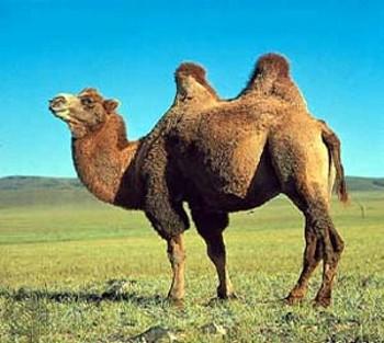 LE FIBRE TESSILI ANIMALI Cammello Si ricava dal pelo del camelide a due gobbe che vive nei deserti dell'asia Centrale.