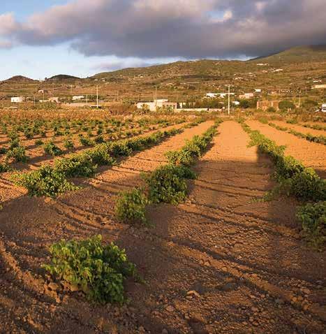 Pantelleria. Pioniere in terra straniera 1989. Una natura incontrastata, burbera forse come Marco.