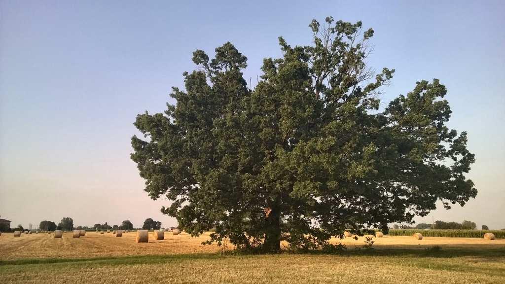 Dalla TARI alla TARIFFA PUNTUALE PERCHE QUESTA SCELTA: