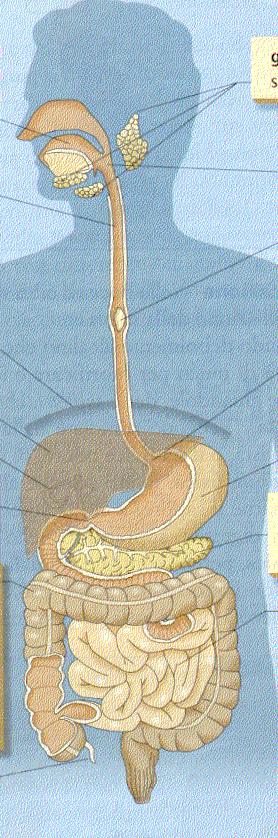 DIGESTIONE ARBOIDRATI AMIDO Amilasi salivare DESTRINE Amilasi pancreatica Enzimi parete