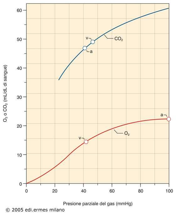 Relazione tra pressione parziale e trasporto nel sangue di O 2 e CO 2 La maggiore pendenza della curva per la CO 2 consente la