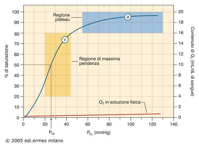 Sangue arterioso Saturazione 97.5% 19.58 ml/100 Sangue venoso intensa attività fisica Saturazione 25% 4.5 ml/100 Sangue venoso condizioni basali Saturazione 75% 14.